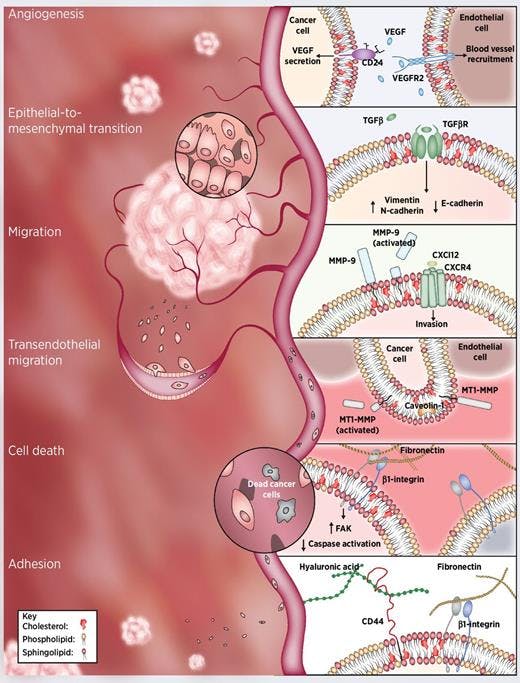 The manifold roles of lipid rafts in cancer