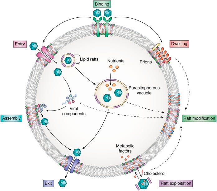 Pathogen-host interactions via lipid rafts