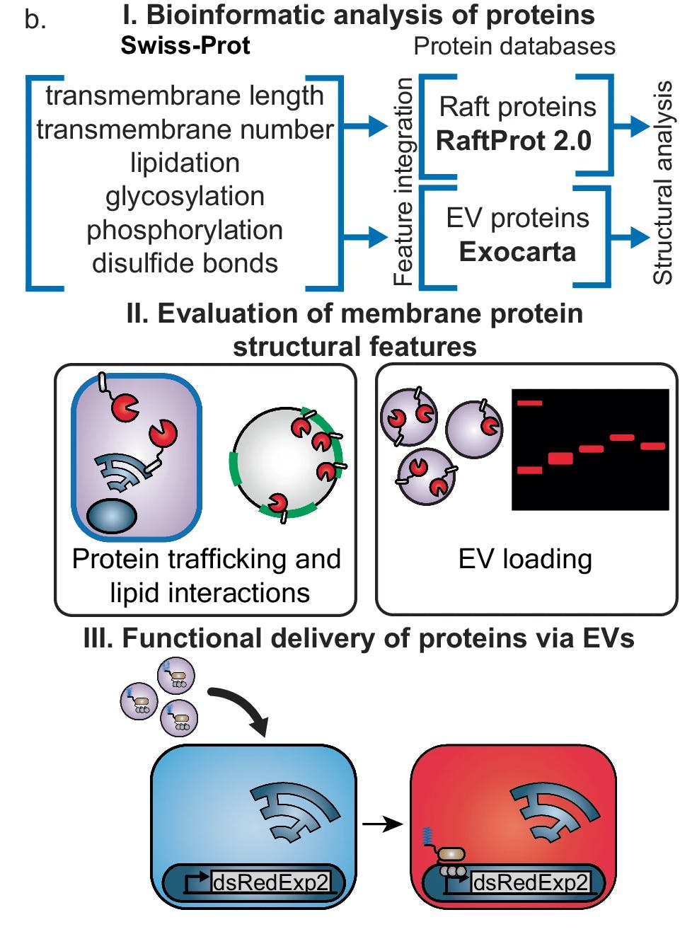 Designing a lipid raft-associated protein for optimal protein cargo delivery via EVs