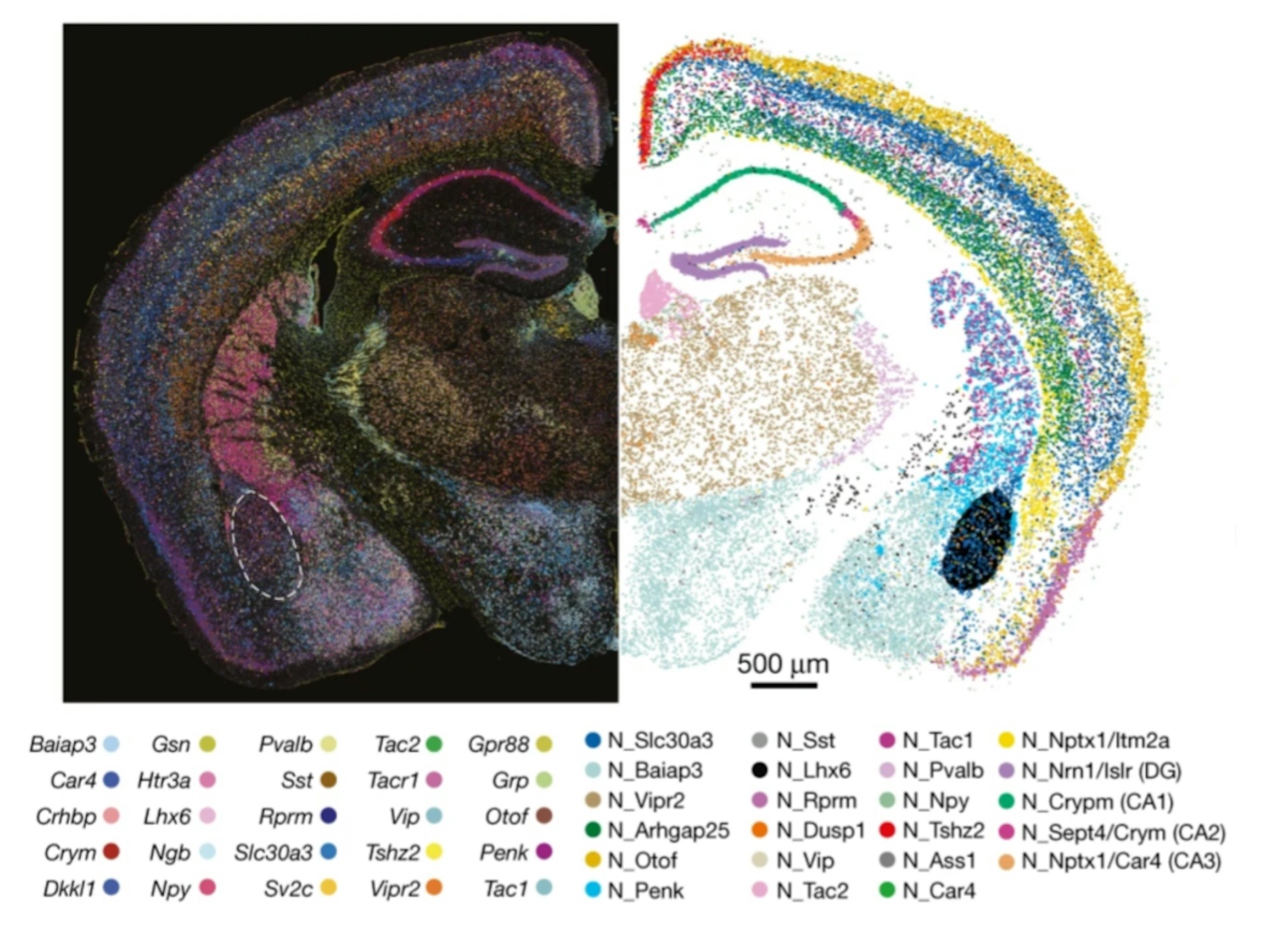 Neuronal gene expression