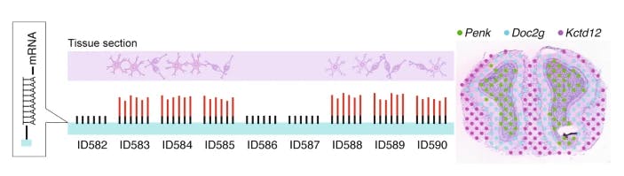 An adaptation showing Ståhl et al.’s barcoding method.