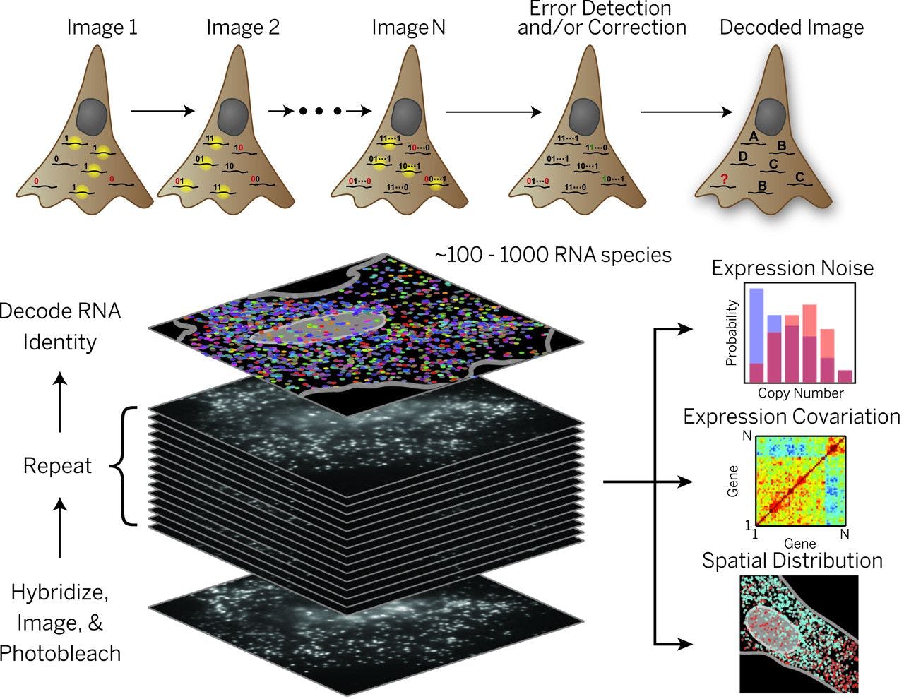Using MERFISH to image the transcriptome.