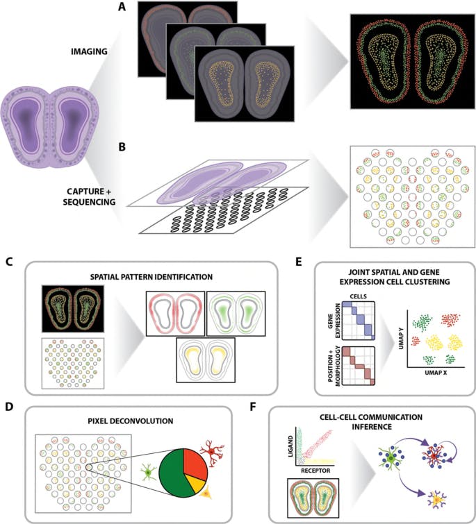 Example of basic spatial transcriptomics analysis pipeline