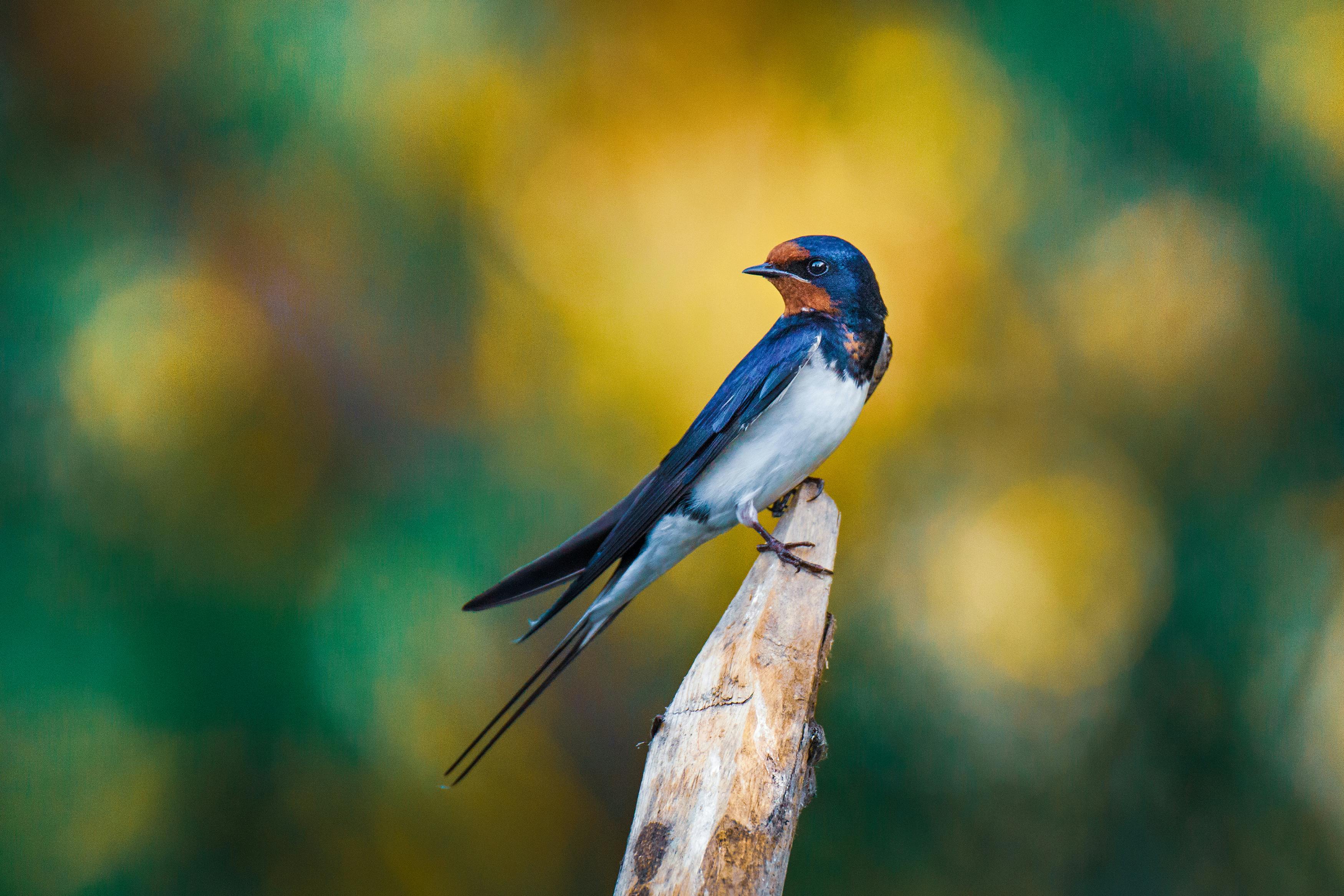 One swallow doesn’t make a summer; but one UK data point might bring a