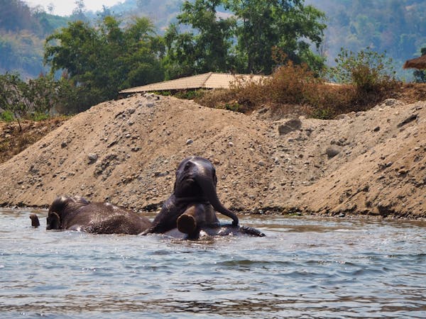 Elephants playing in the water