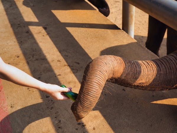 H handing off a cucumber to an Elephant