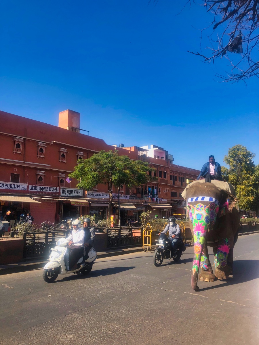 Elephant on the street of Jaipur