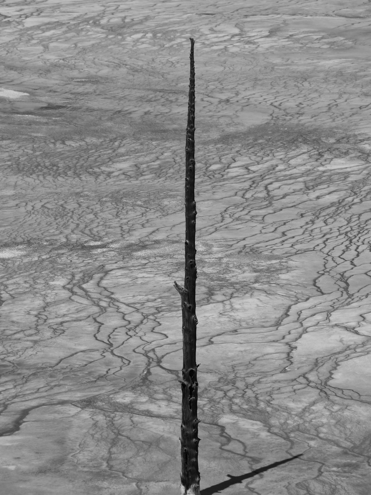 Barren land in Yellowstone