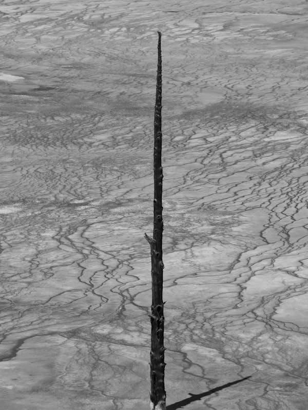 Barren land in Yellowstone