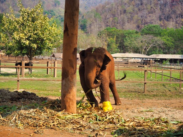 A landmine survivor chomping on some cornstalks