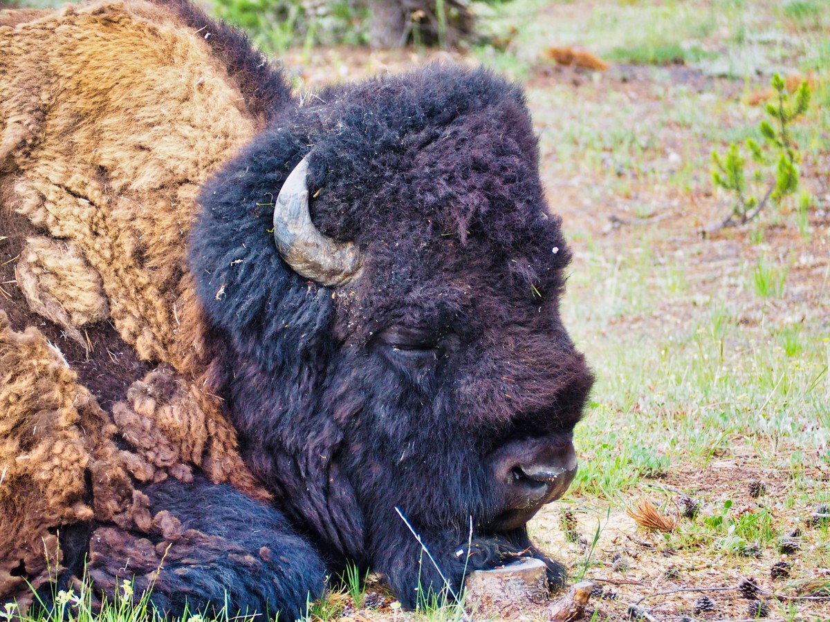 Chill Bison
