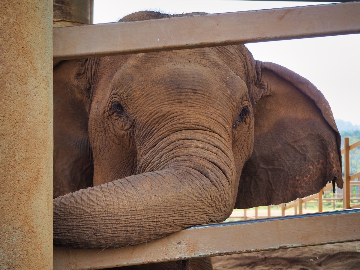 Elephant checking us out