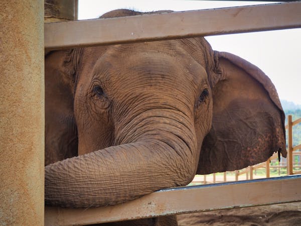 Elephant checking us out