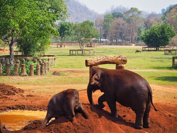 Getting dirty after their bath