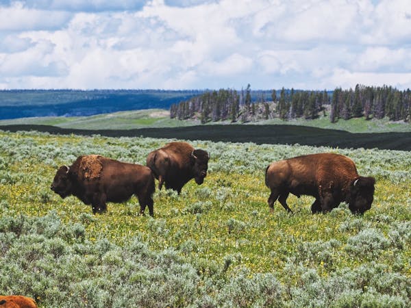 Bison munching on grass