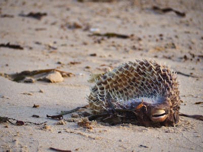 Deflated Puffer Fish