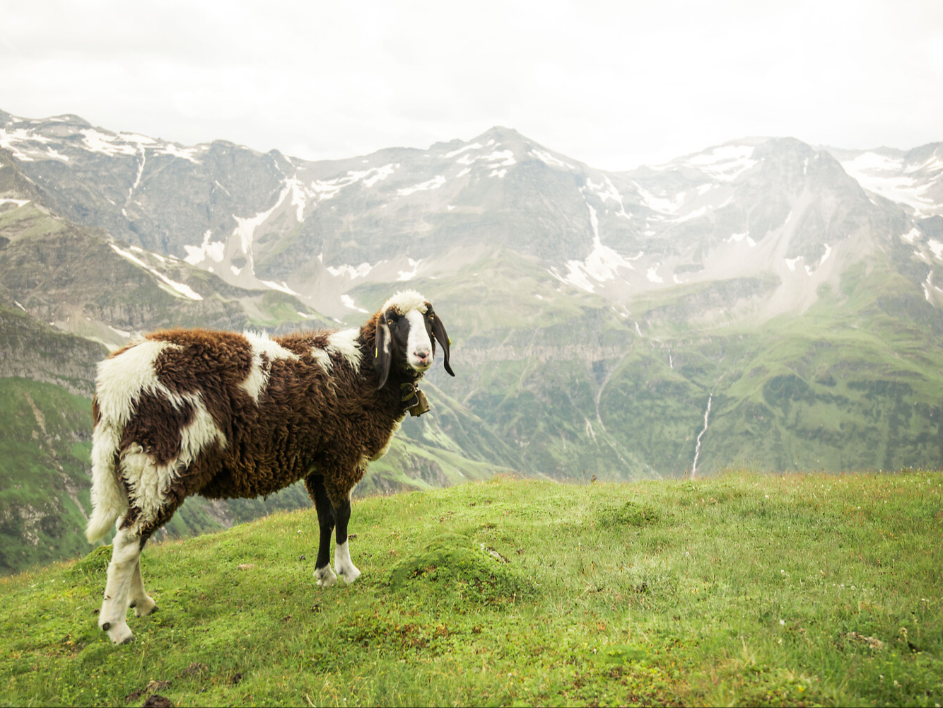 ziege bergblick
