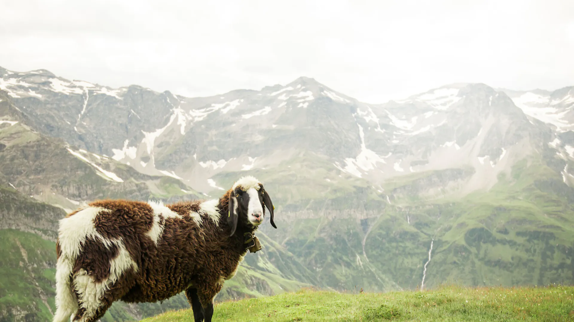 ziege bergblick
