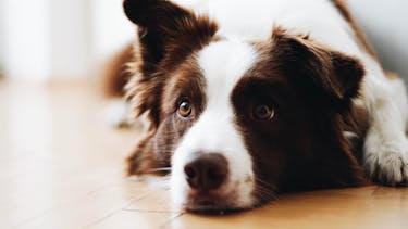 Dog resting its head on the floor looking at something