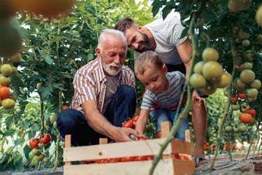 Older man helping his son and grandson pick fruit and put it in a basket