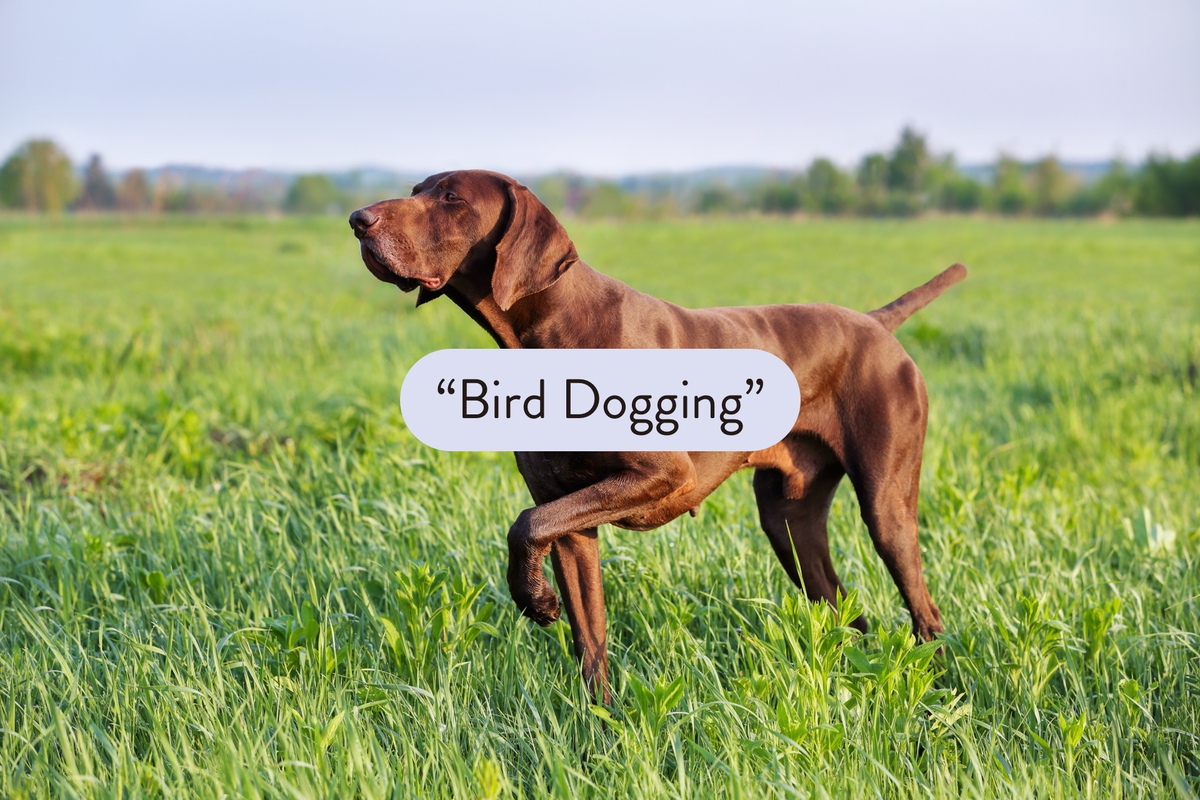 What is Bird Dogging in Real Estate? WealthFit