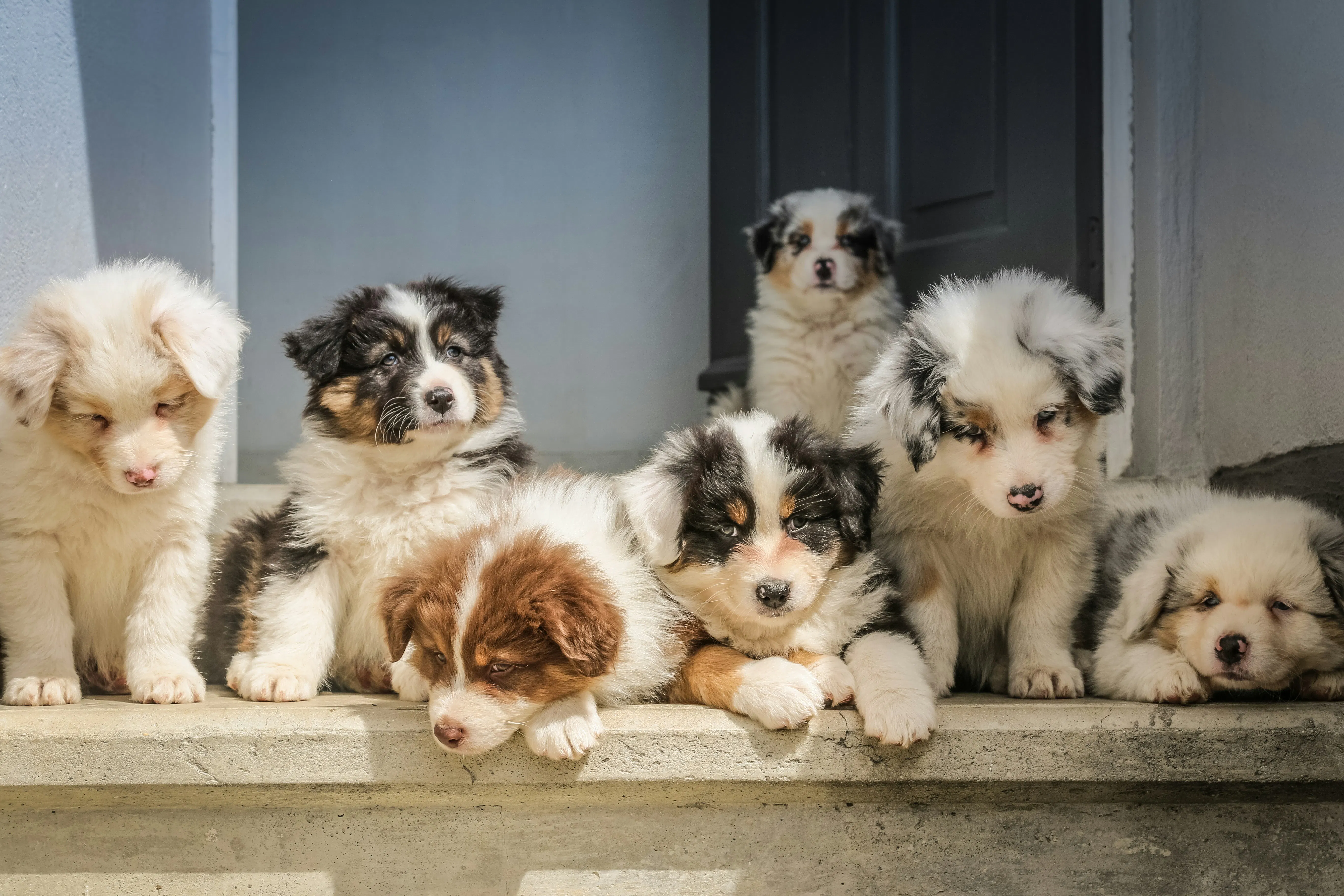 cucciolata di cuccioli bianchi a pelo lungo