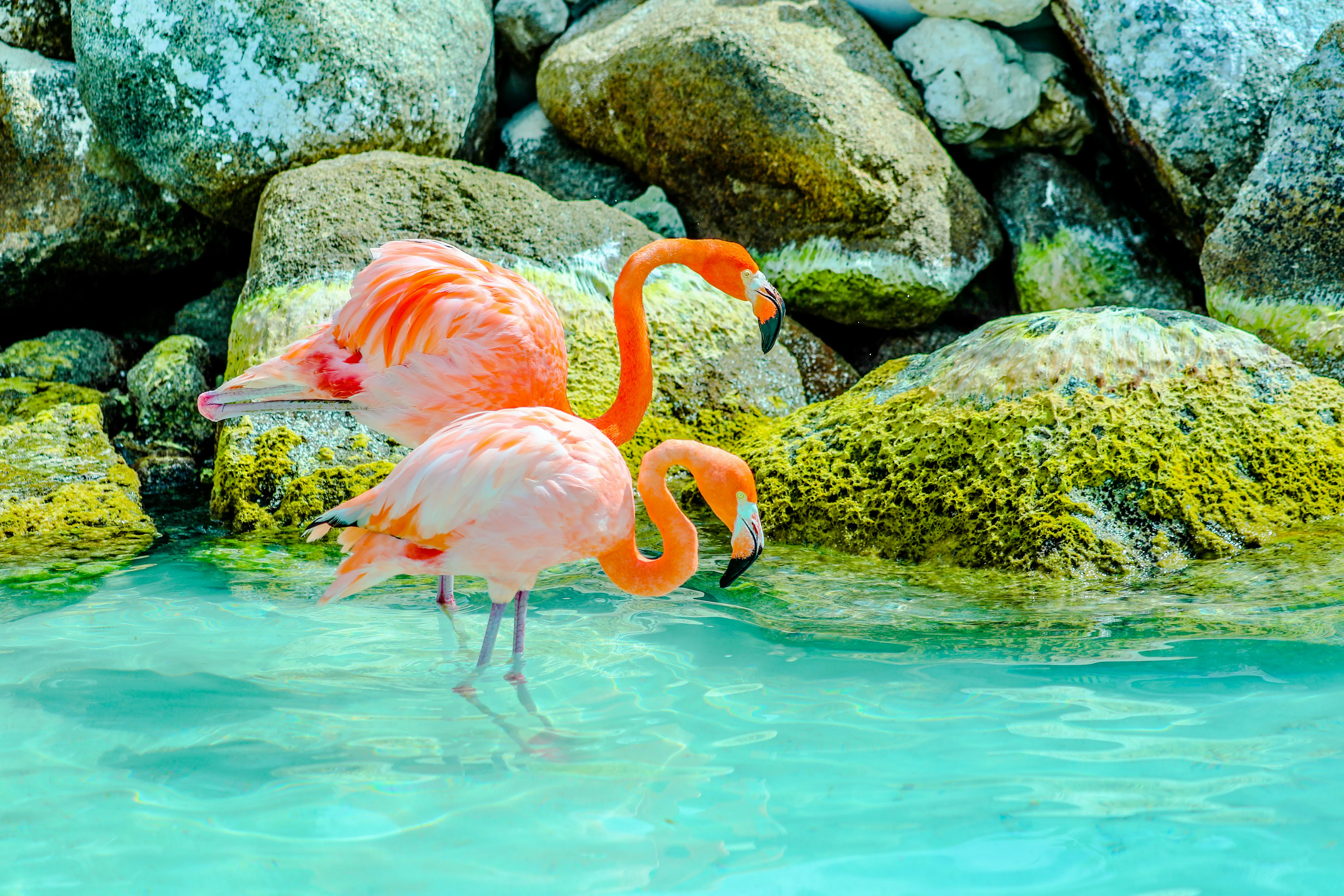 fenicotteri rosa sull'acqua durante il giorno