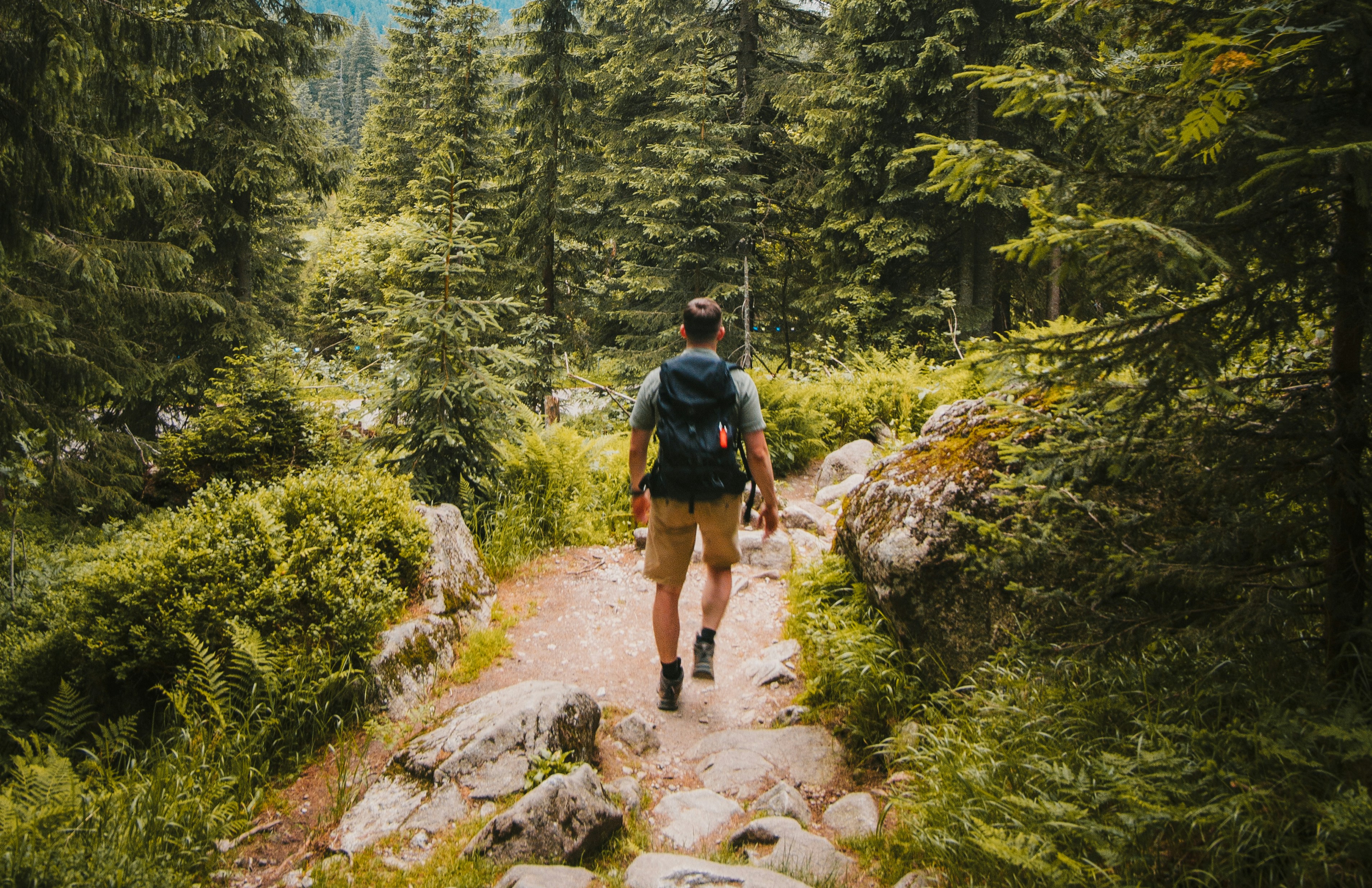 man on pathway between trees