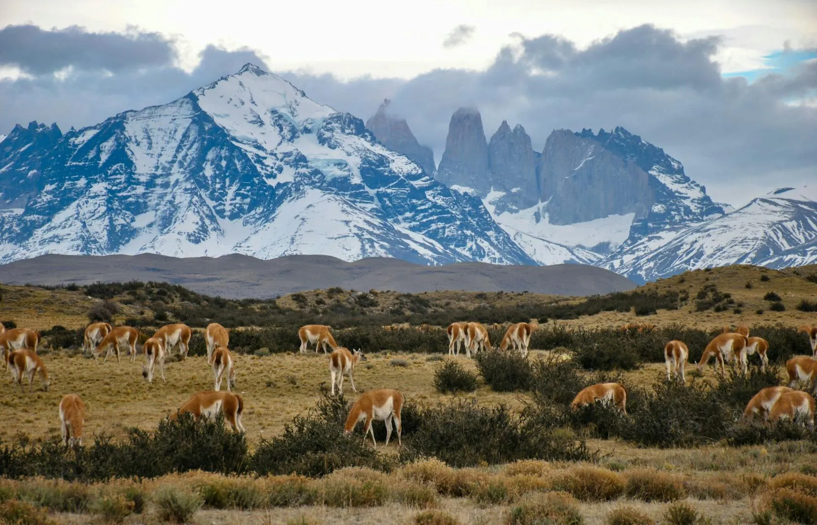 Guanacos al pascolo davanti a montagne innevate in un paesaggio naturale patagonico