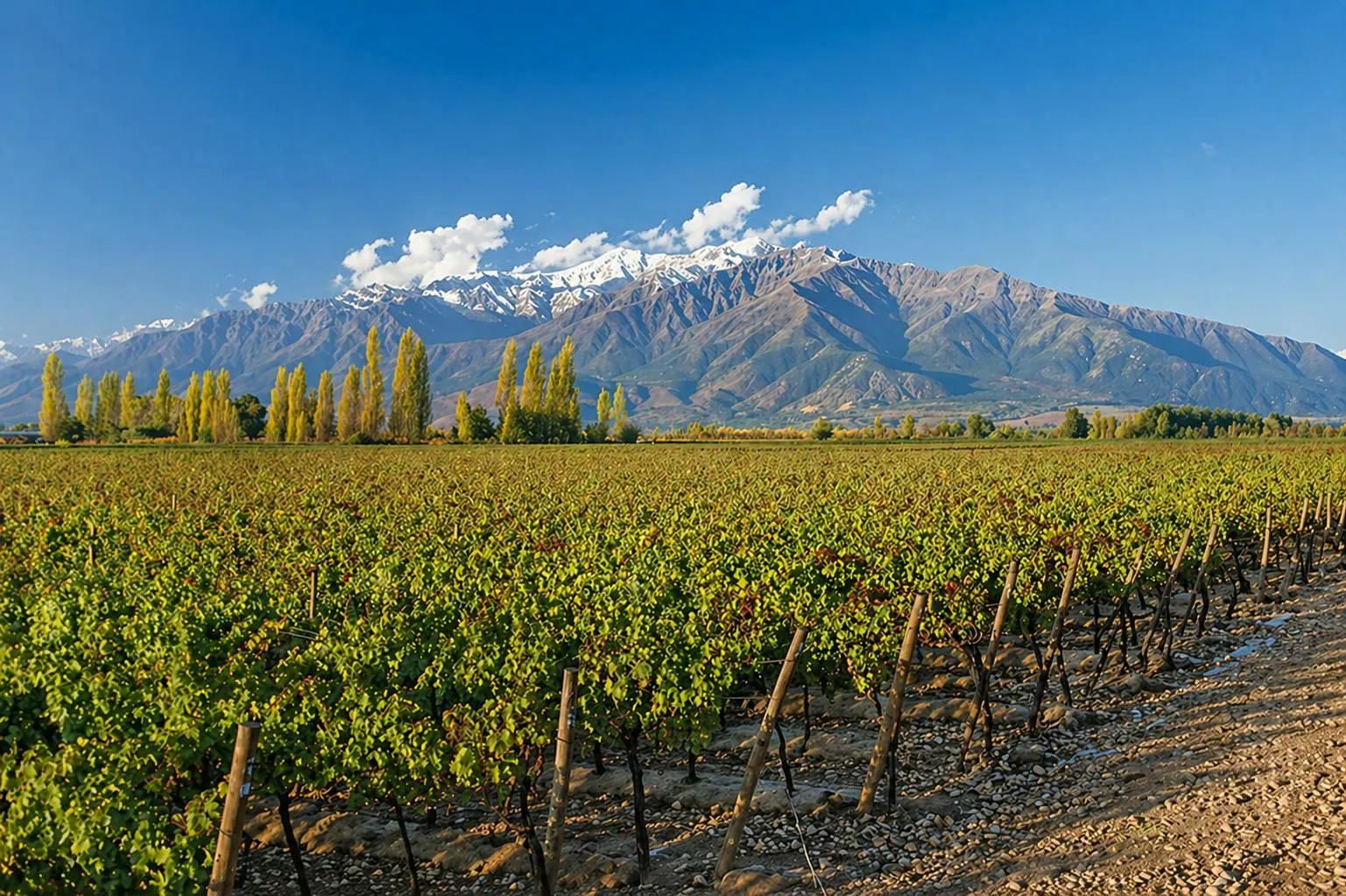 Vigneti circondati da montagne innevate in un paesaggio naturale sotto un cielo terso