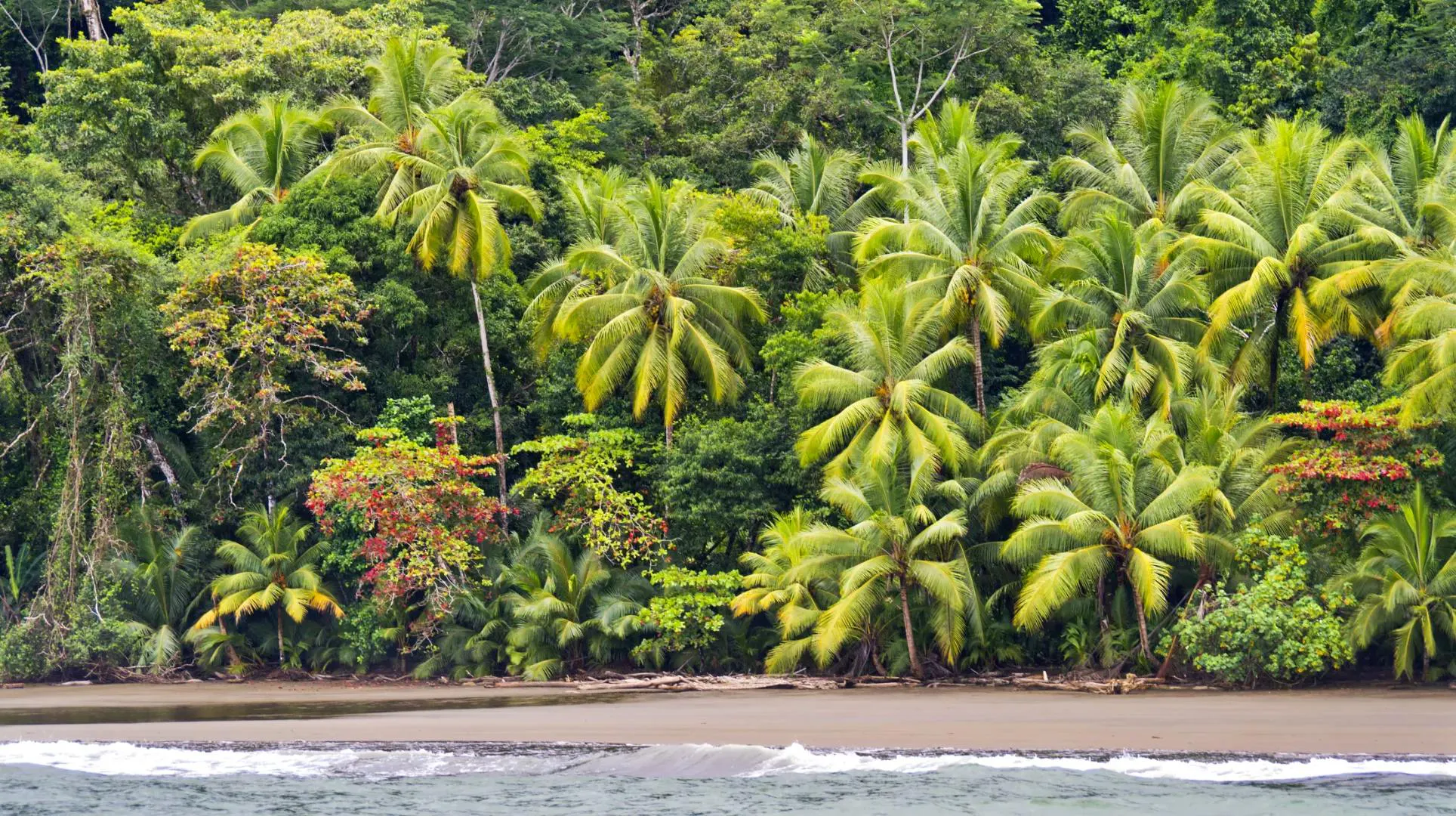 Spiaggia costaricana circondata da palme e rigogliosa vegetazione tropicale