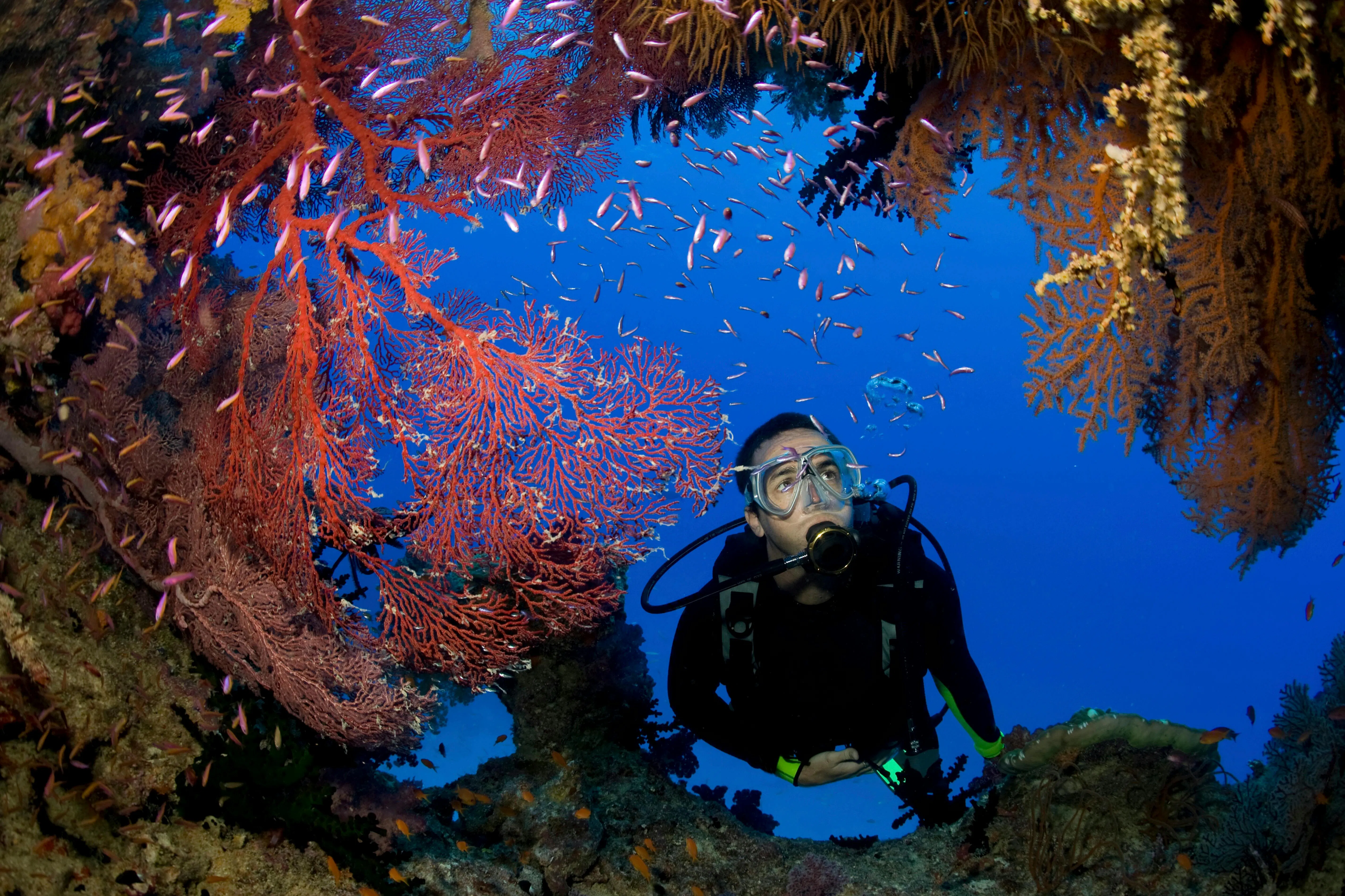 Una persona che fa immersioni subacquee tra barriere coralline e vita marina in acque cristalline