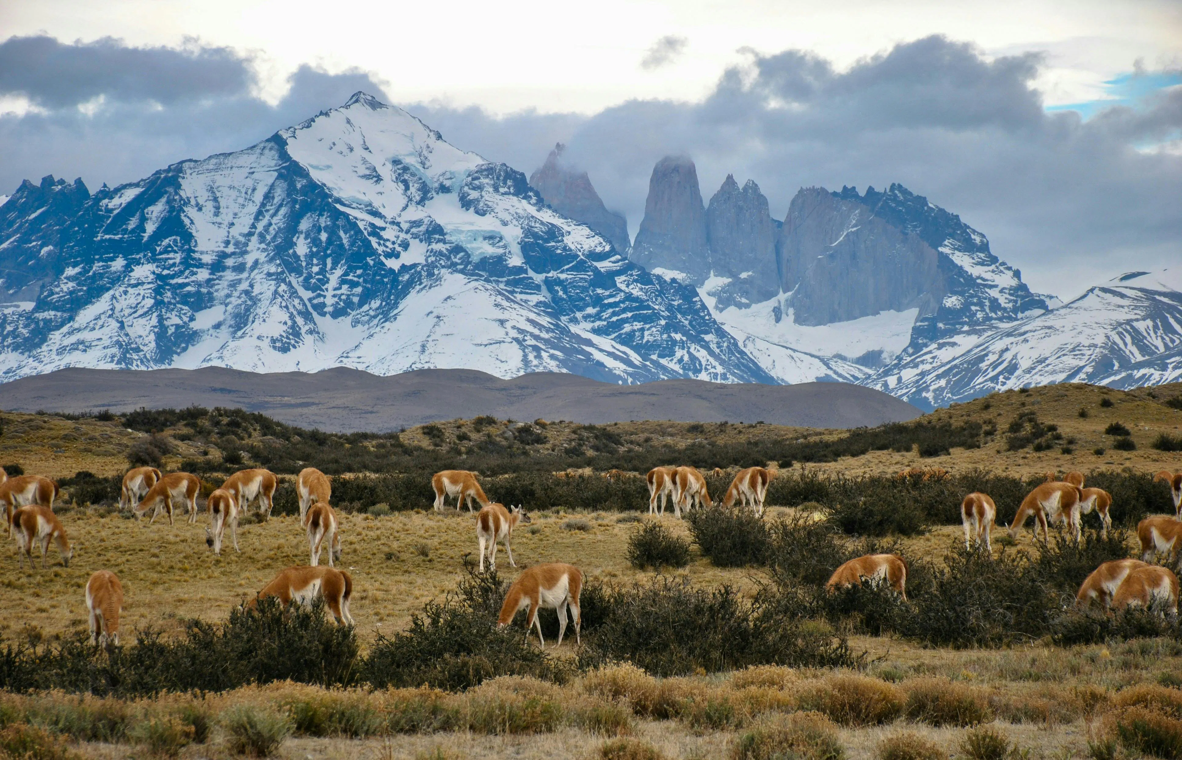 Guanacos che pascolano davanti a montagne innevate in un paesaggio naturale della Patagonia