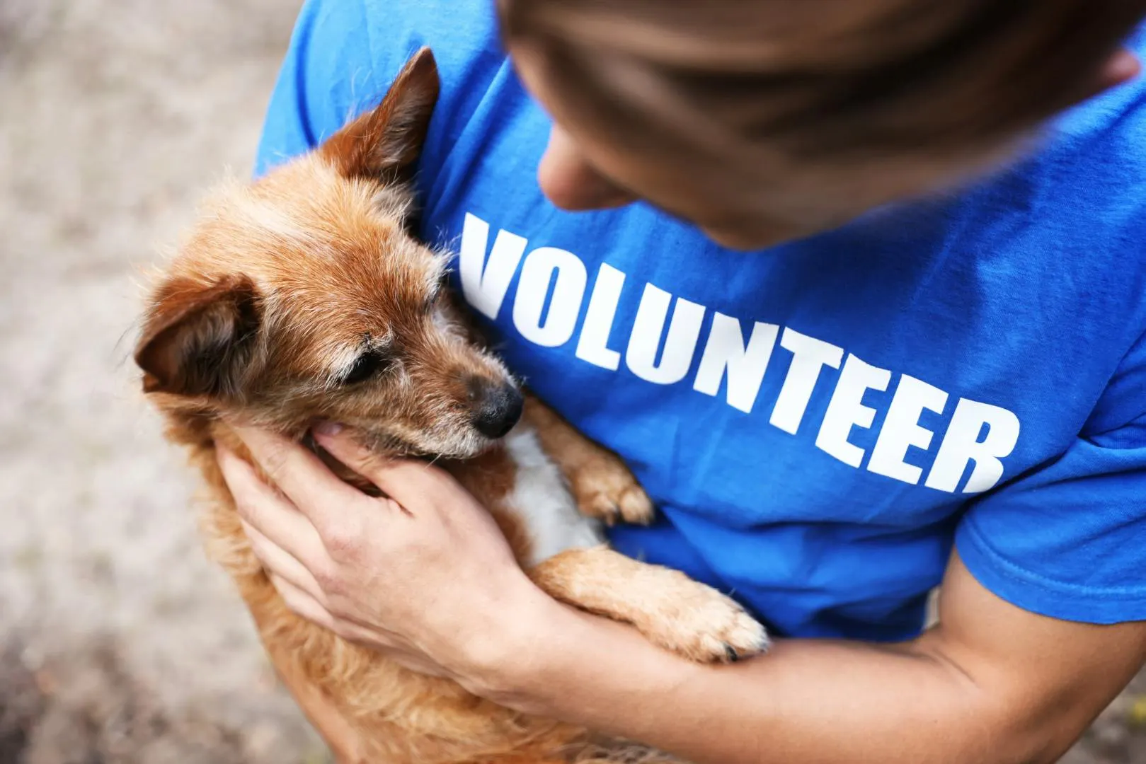 Volontariato all'estero per aiutare cani abbandonati