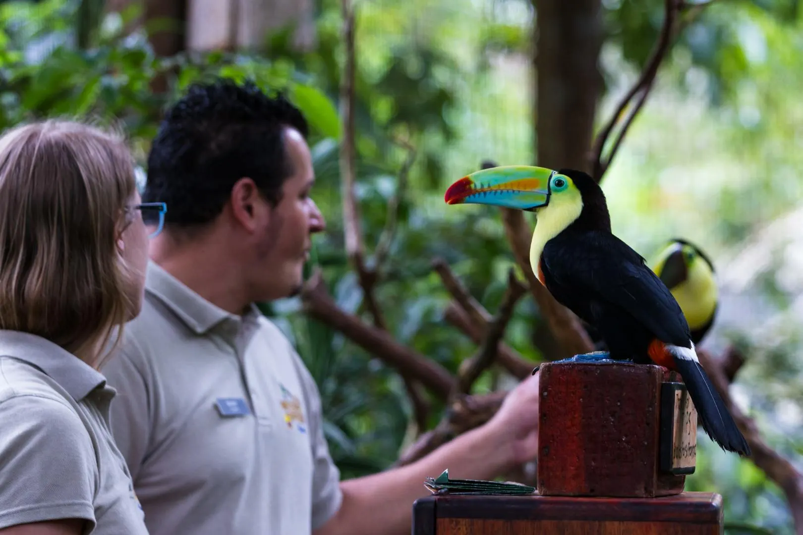 cura volontaria del tucano
