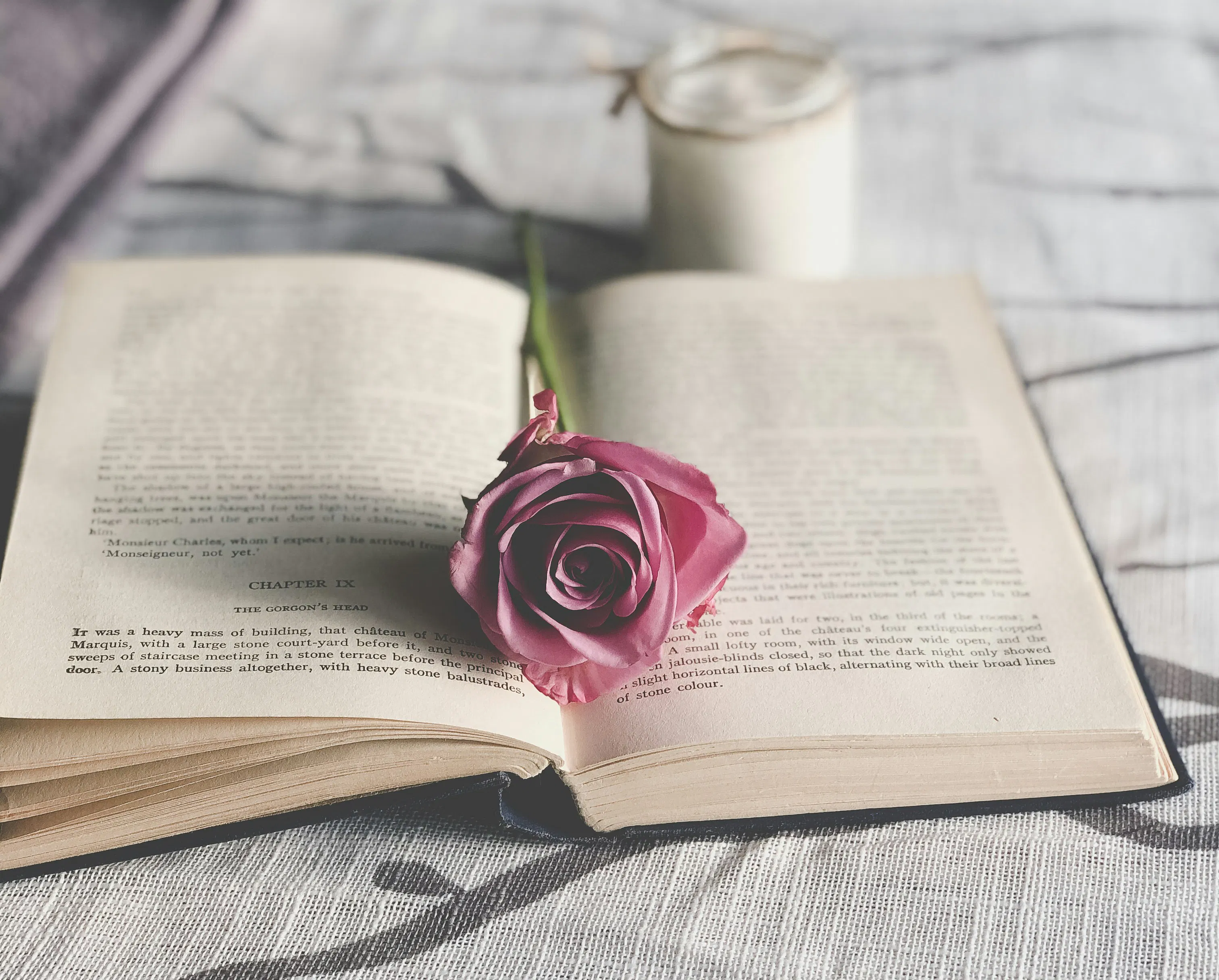 rosa rosa su pagina bianca di libro