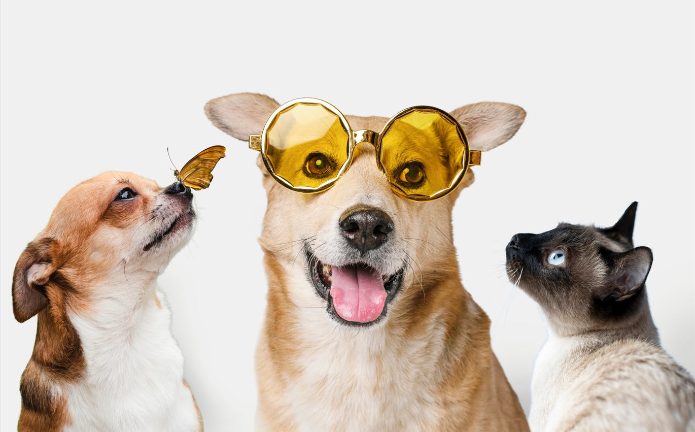 Foto de dois cachorros em um gato. Um cachorro está com uma borboleta no nariz e o outro cachorro está com um óculos.