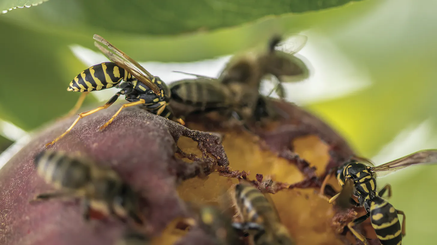 🐝 Comment faire face à une énorme guêpe ou à un frelon : guide d