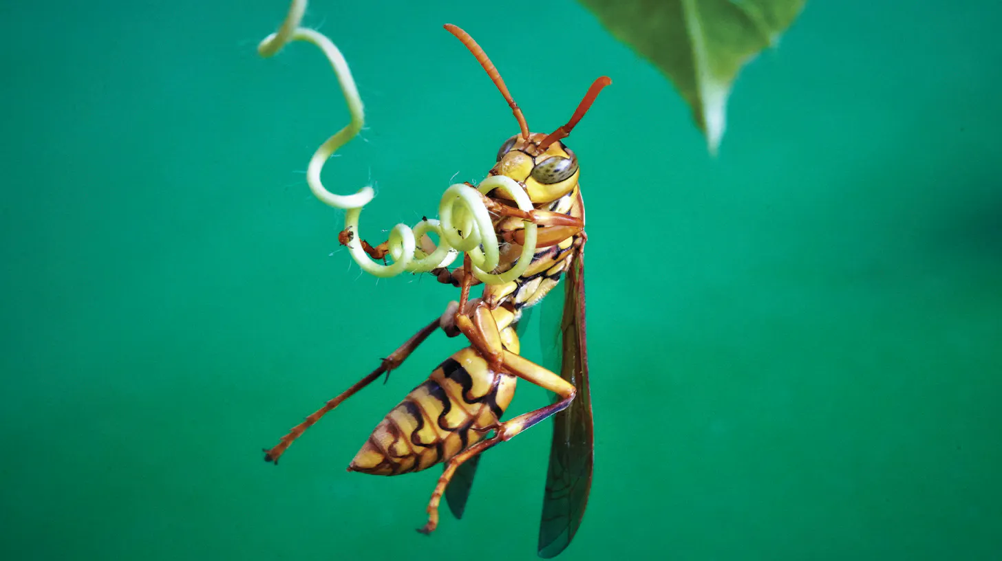 🐝 Durée de vie d'une guêpe reine