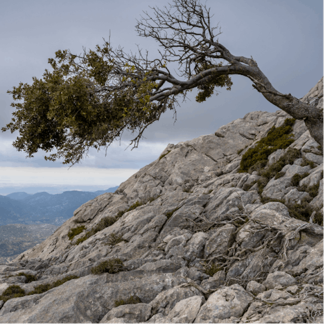 Warum Strasser & Strasser • Strasser & Strasser