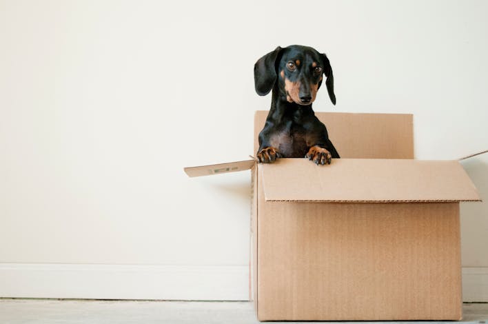 Un chien dans un carton de déménagement