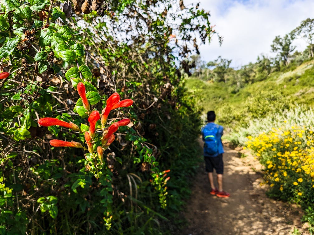 Hiker on a trail at George F Canyon Preserve in Ranchos Palos Verdes
