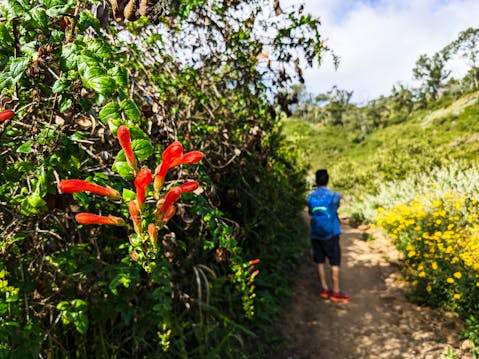 Hiker on a trail at George F Canyon Preserve in Ranchos Palos Verdes