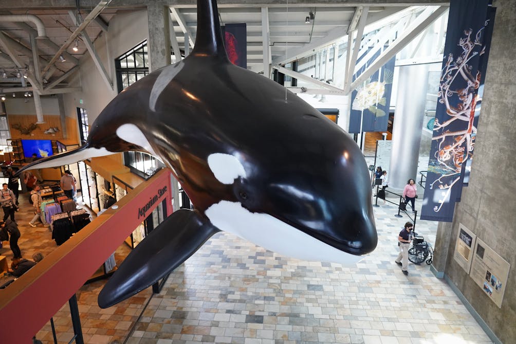 orca at Monterey Bay Aquarium