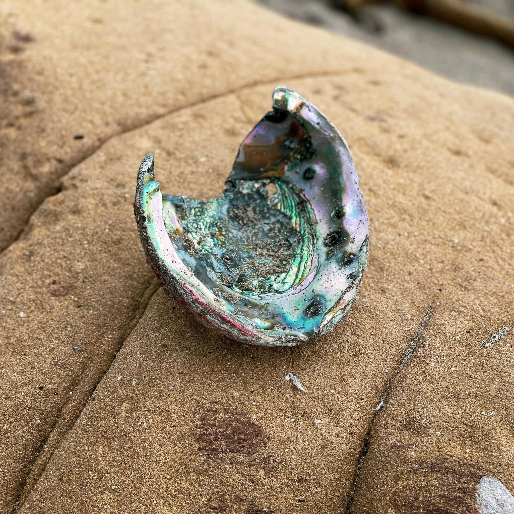 shell at Salt Point State Park Sonoma Coast