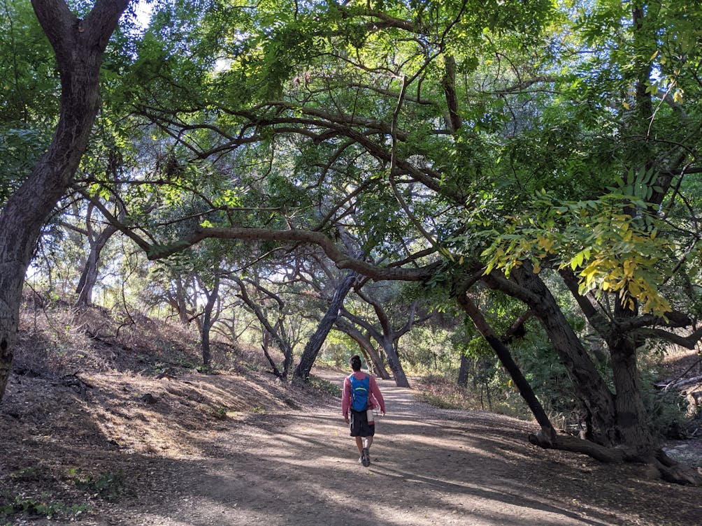 Hiker walking under a canopy of trees at The Antonovich Trail in San Dimas 
