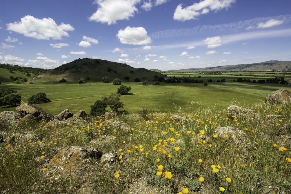 Coyote Valley wildflower hike