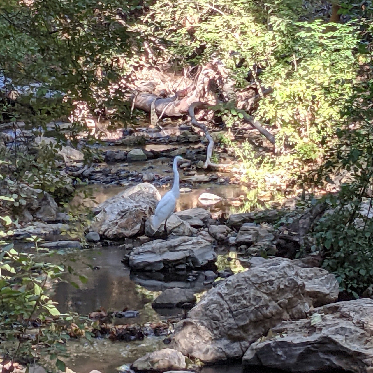 Egret standing on a rock on Walnut Creek along The Antonovich Trail in San Dimas 