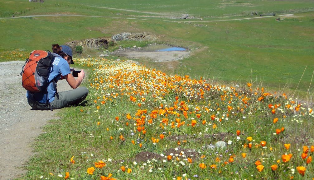 A hiker sitting on the trailside taking photos of poppies and wildflowers at Calero County Park in the South Bay 