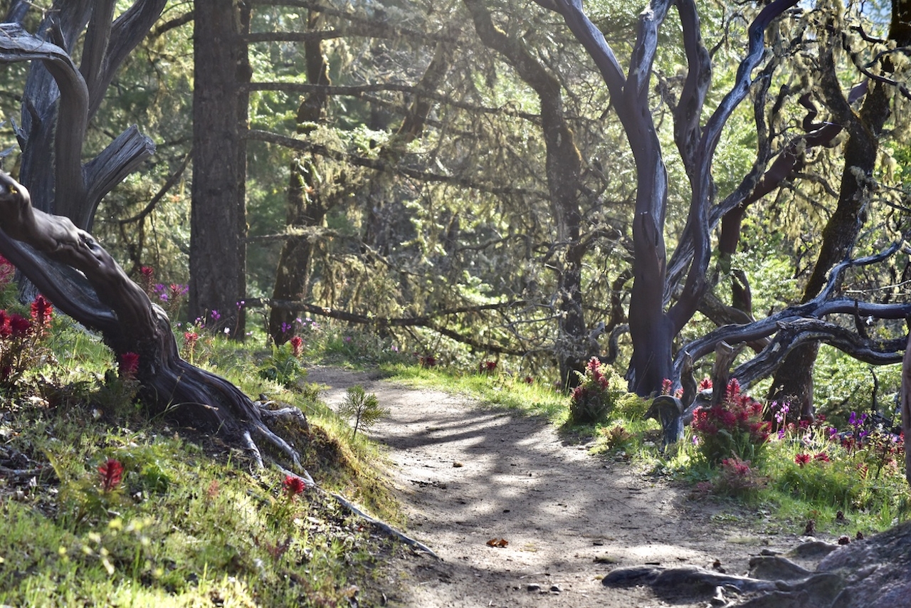 Cathedral hills trail Grants Pass